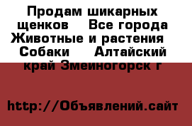 Продам шикарных щенков  - Все города Животные и растения » Собаки   . Алтайский край,Змеиногорск г.